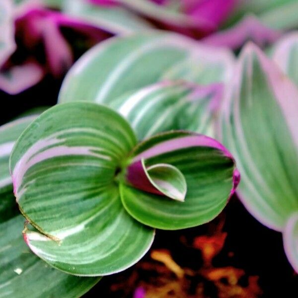 Tradescantia fluminensis 葉