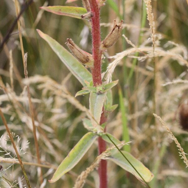 Oenothera × fallax Blad