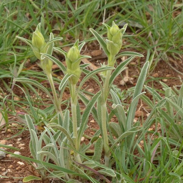 Phlomis lychnitis Habit