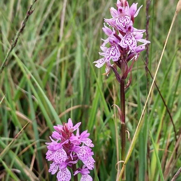 Dactylorhiza maculata Žiedas