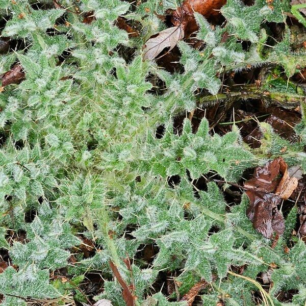 Cirsium vulgare Листок