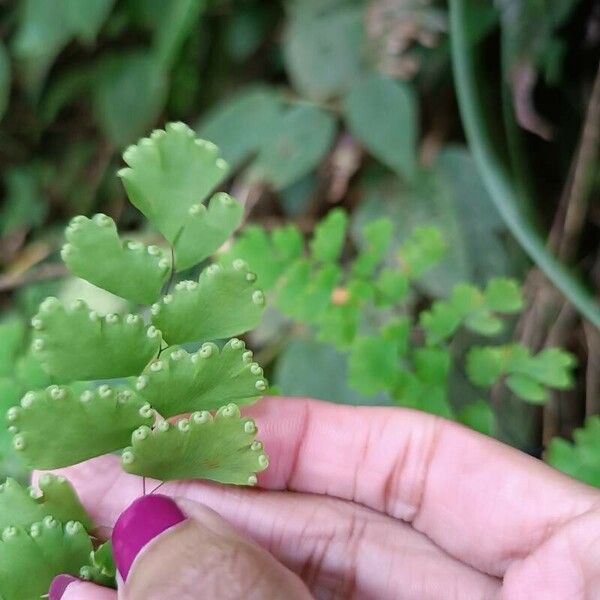 Adiantum raddianum Leaf