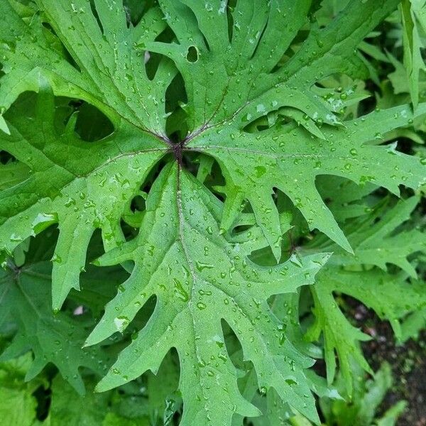 Ligularia wilsoniana Leaf