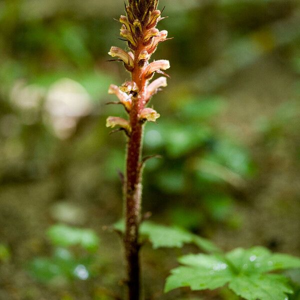 Orobanche hederae Flower