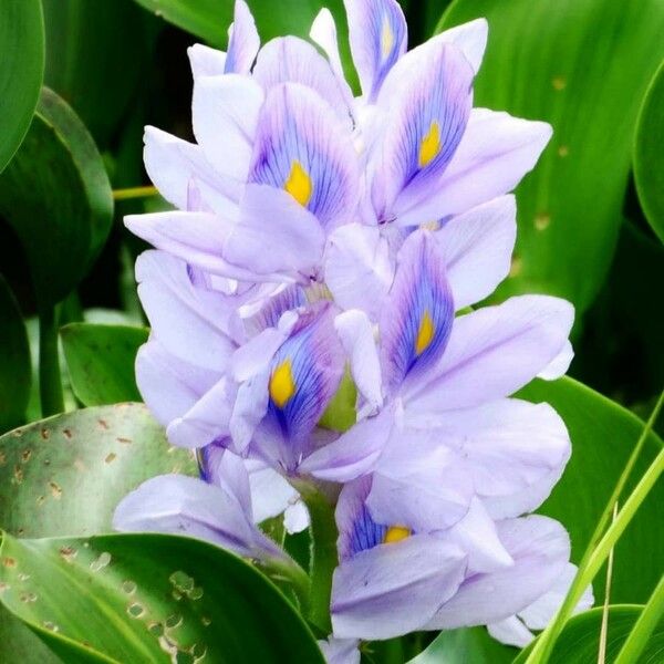 Eichhornia crassipes Flower