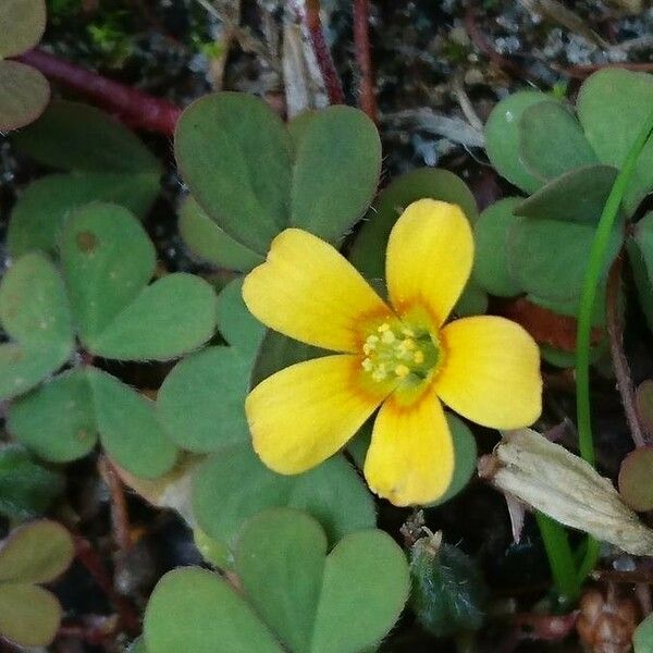 Oxalis corniculata Flor