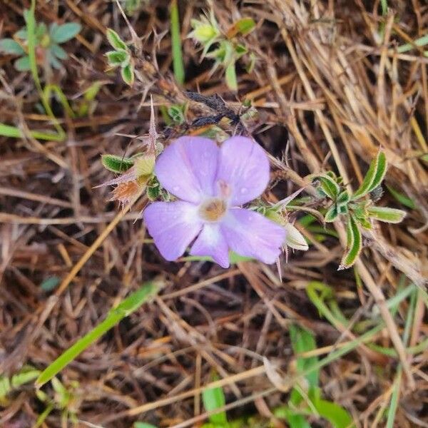 Barleria delamerei Kvet