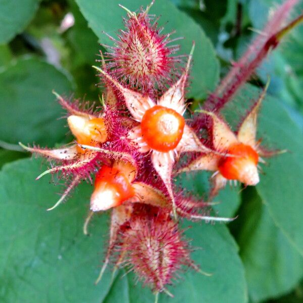 Rubus phoenicolasius 花