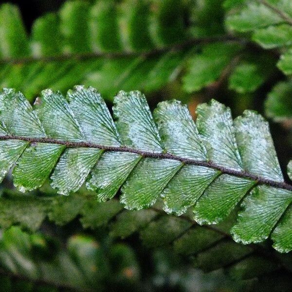 Adiantum hispidulum Leaf