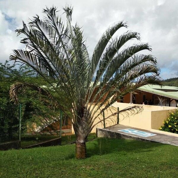 Dypsis decaryi (Triangle palm)