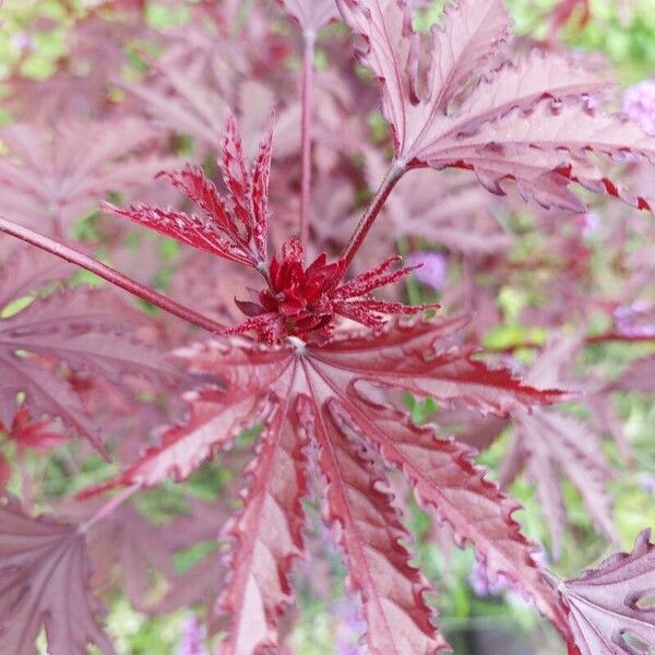 Hibiscus acetosella Φύλλο