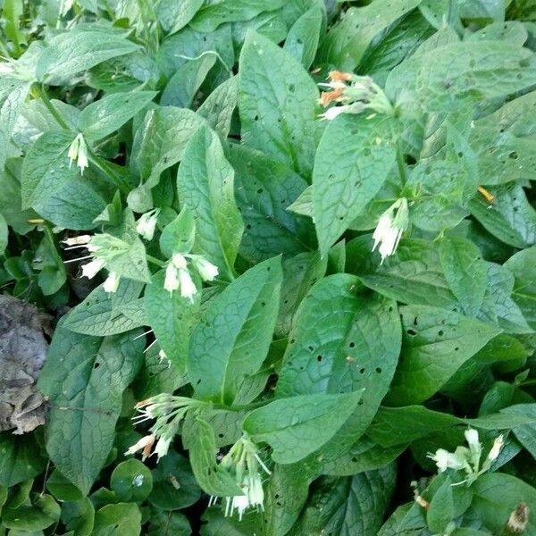 Symphytum tuberosum ফুল