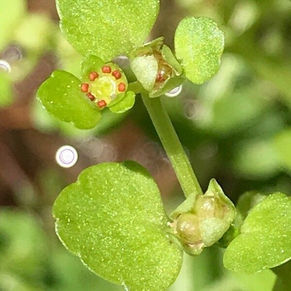 Chrysosplenium americanum Flower