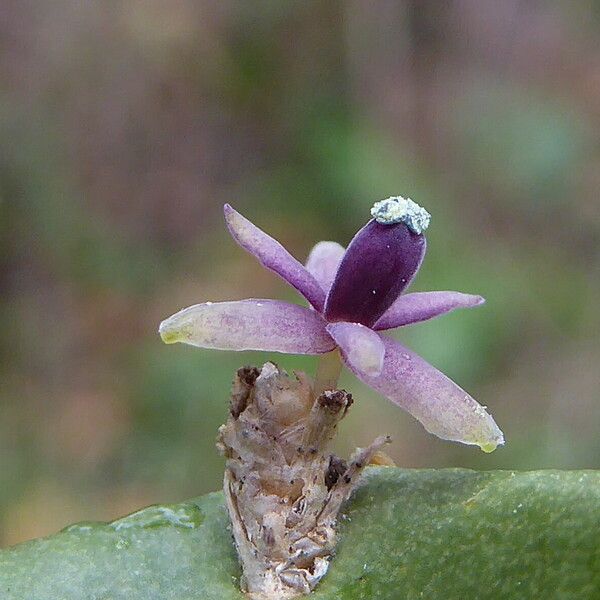 Ruscus aculeatus Цвят