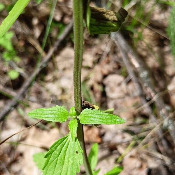 Dracocephalum thymiflorum Лист