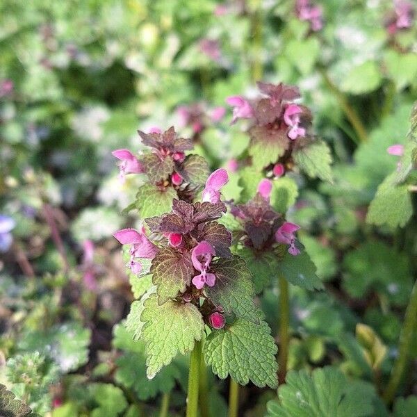 Lamium hybridum Květ