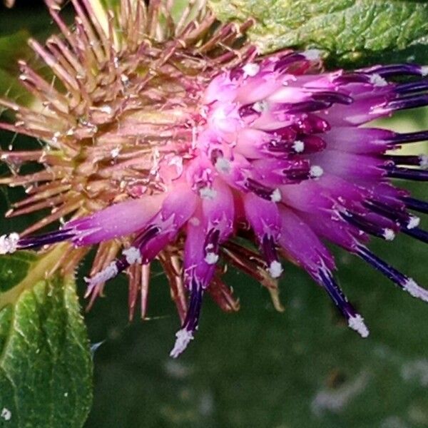 Arctium nemorosum फूल