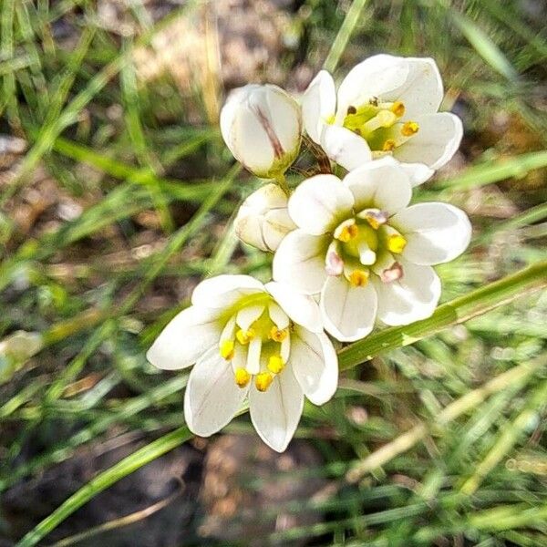 Nothoscordum gracile Flor