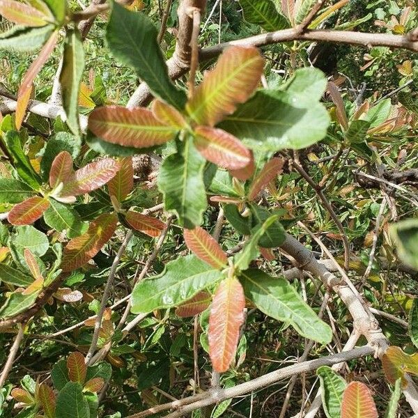 Pappea capensis Lapas