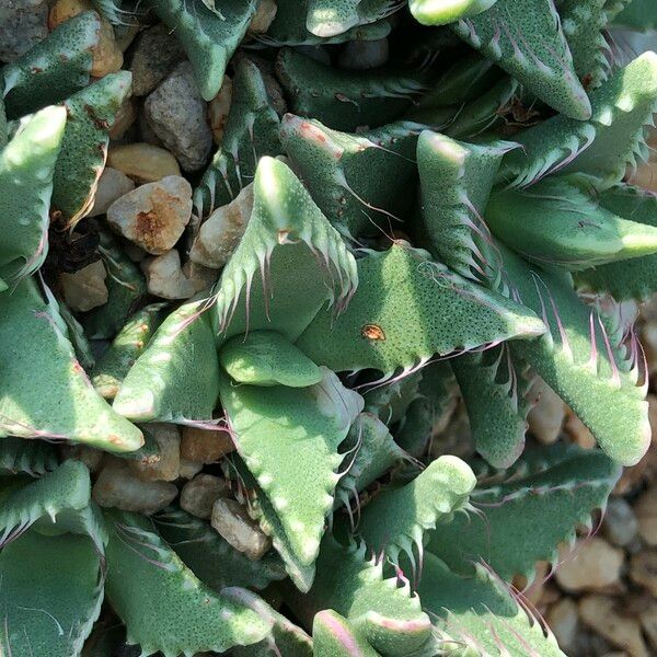 Faucaria tigrina Habitus