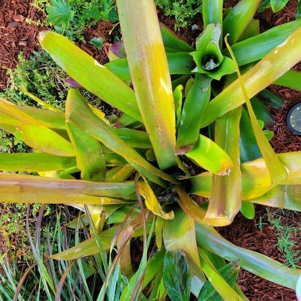 Aechmea blanchetiana Folha