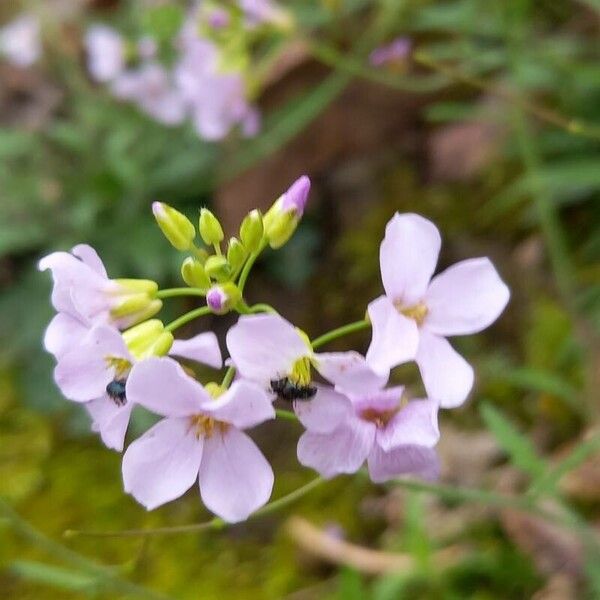 Arabidopsis arenosa Цвят