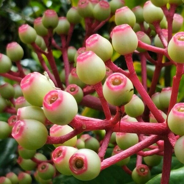 Ardisia elliptica Ovoce