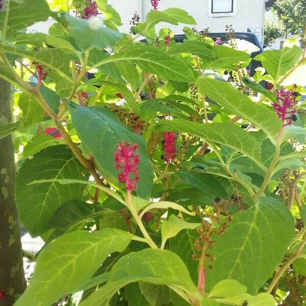 Phytolacca acinosa Flower