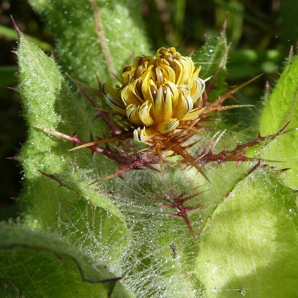 Centaurea benedicta 花