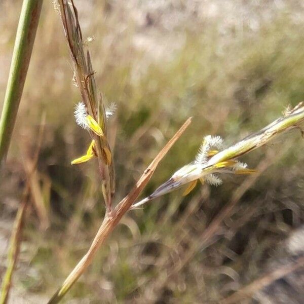 Hyparrhenia hirta Flower