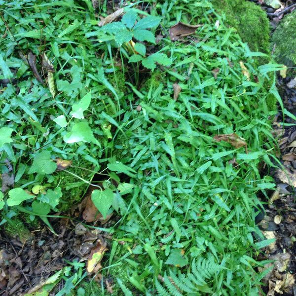 Asplenium rhizophyllum Habitus