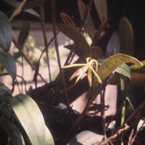 Epidendrum nocturnum Flor