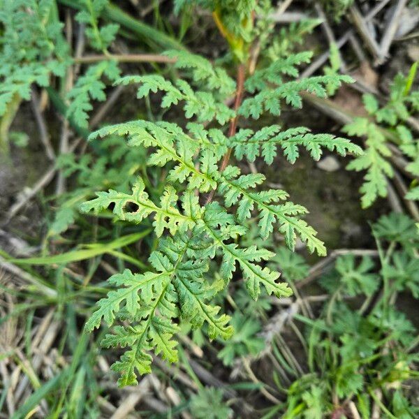 Phacelia tanacetifolia Yaprak