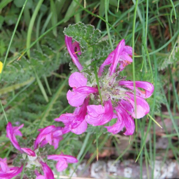 Pedicularis gyroflexa Λουλούδι