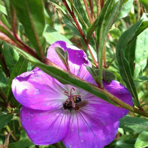 Geranium sylvaticum Flower