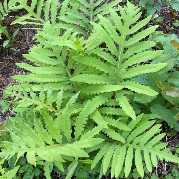 Onoclea sensibilis Folha