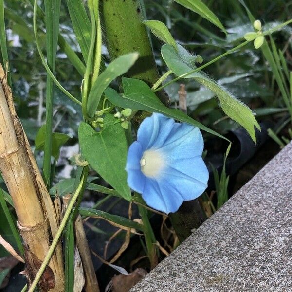 Ipomoea hederacea Bloem