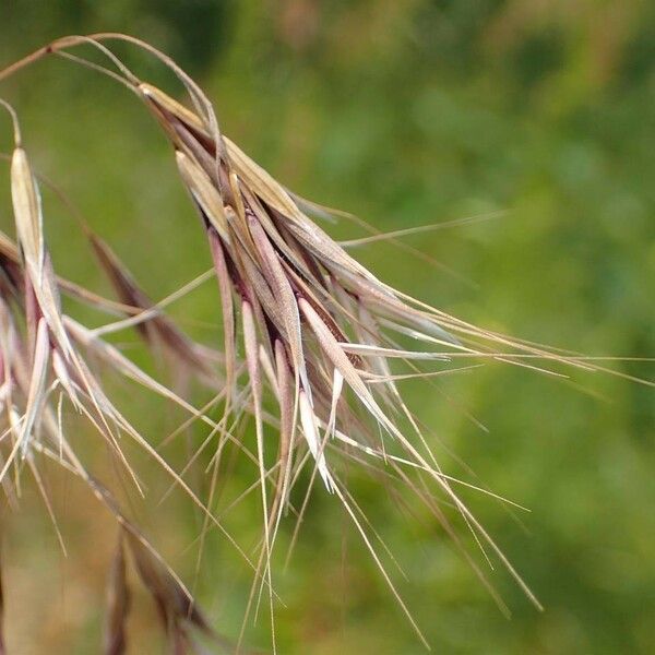 Bromus tectorum Плод