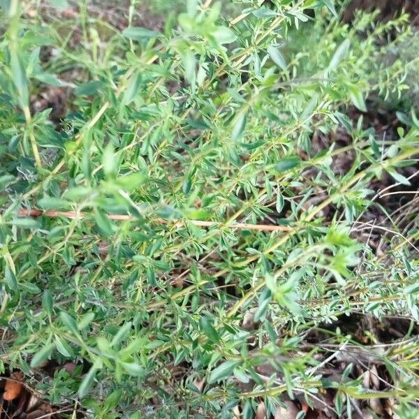 Thymus mastichina 葉