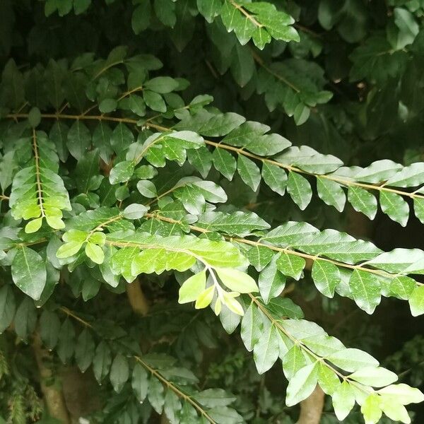 Ligustrum sinense Hoja