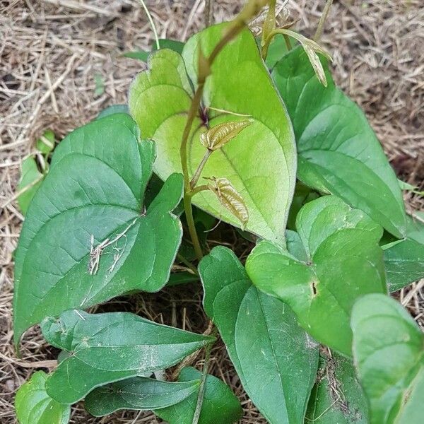 Dioscorea alata 葉