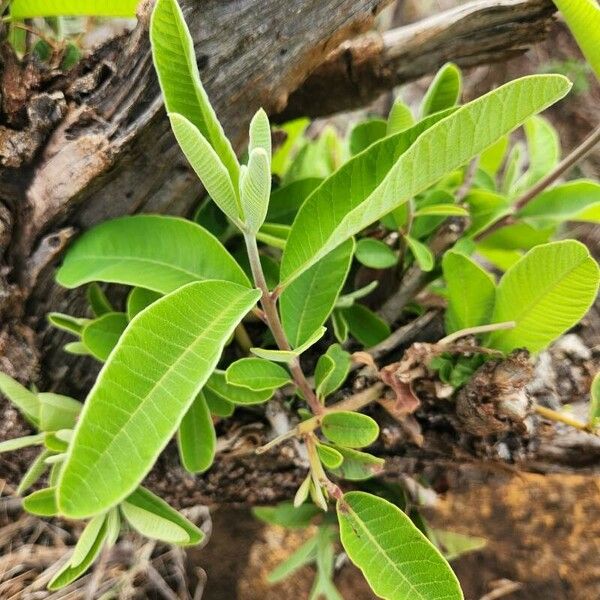 Ozoroa insignis Blad