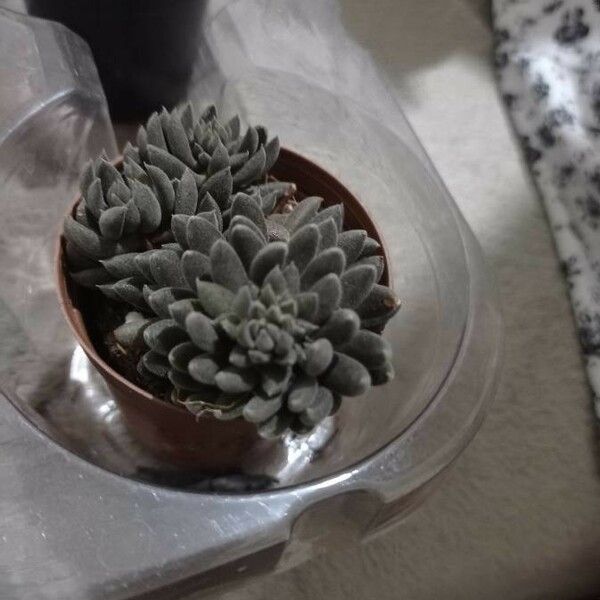 Sinocrassula yunnanensis List