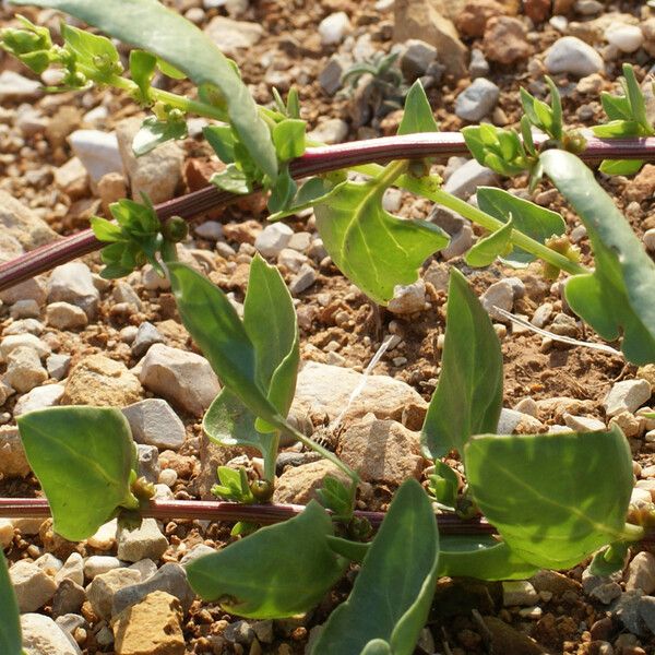 Patellifolia procumbens Агульны выгляд
