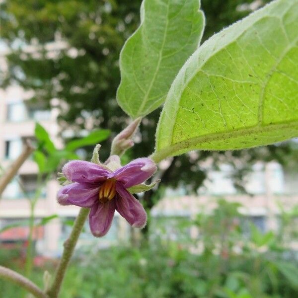 Solanum melongena Flower