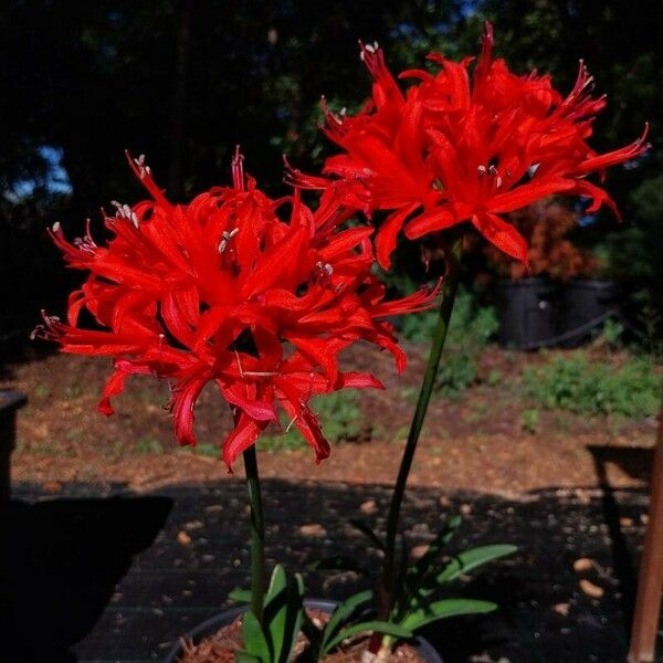 Nerine sarniensis Çiçek