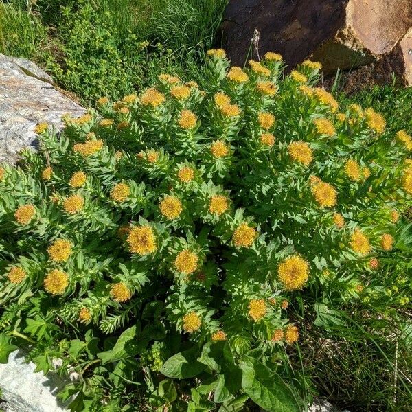 Rhodiola rosea आदत