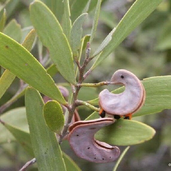 Acacia spirorbis Frutto