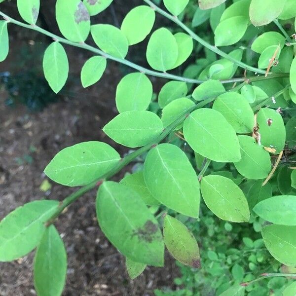 Vaccinium parvifolium Fulla