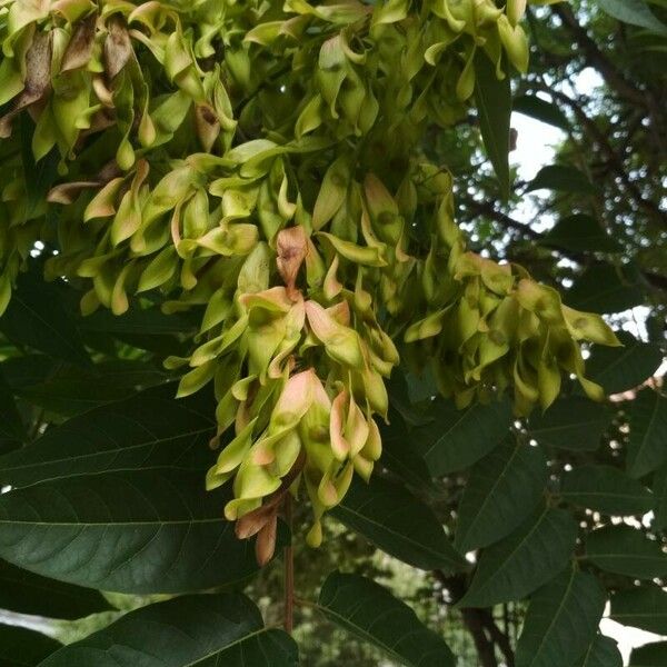 Ailanthus altissima Vrucht